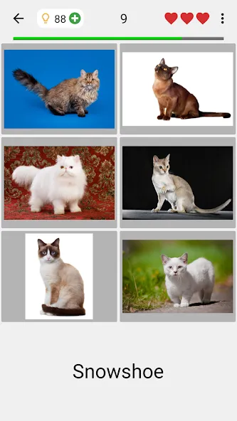 Cats Quiz Guess Popular Breeds  [МОД Много монет] Screenshot 2