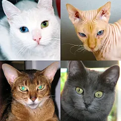 Взлом Cats Quiz Guess Popular Breeds  [МОД Много монет] - полная версия apk на Андроид